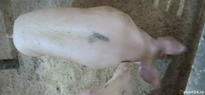 porci de vânzare  - imagine 4