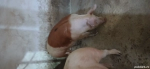 porci de vânzare  - imagine 2