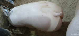 porci de vânzare  - imagine 3
