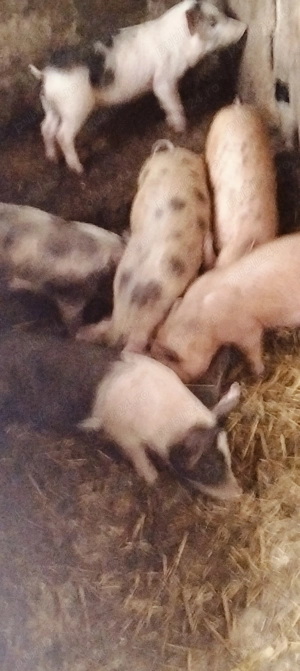 Purcei de 10 săptămâni  - imagine 2