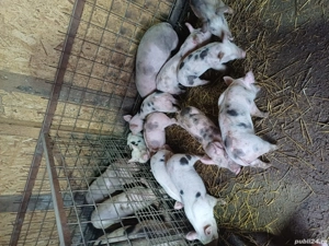 purcei 8 saptamani de vanzare intarcati si deparazitati 