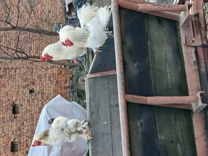 Vind cocosi de rasa din primavara - imagine 2