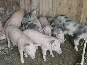 vând 10 soldani rasa de calitate de carne 35-40 kg  - imagine 5