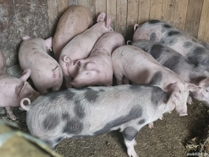 vând 10 soldani rasa de calitate de carne 35-40 kg  - imagine 3