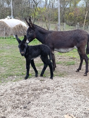 Vâd magarița fătată în noiembrie.