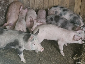 vând 10 soldani rasa de calitate de carne 35-40 kg  - imagine 2