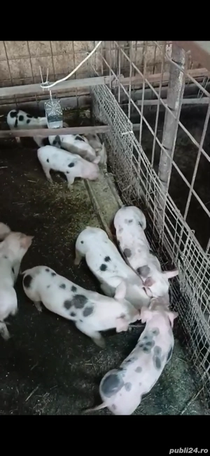 purcei 8 saptamani de vanzare intarcati si deparazitati  - imagine 3