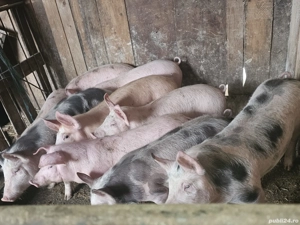 vând 10 soldani rasa de calitate de carne 35-40 kg  - imagine 4