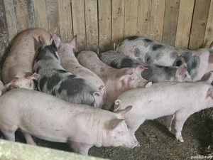 vând 10 soldani rasa de calitate de carne 35-40 kg 