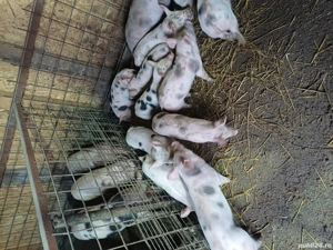 purcei 8 saptamani de vanzare intarcati si deparazitati  - imagine 2