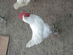 Vind cocosi de rasa din primavara - imagine 3