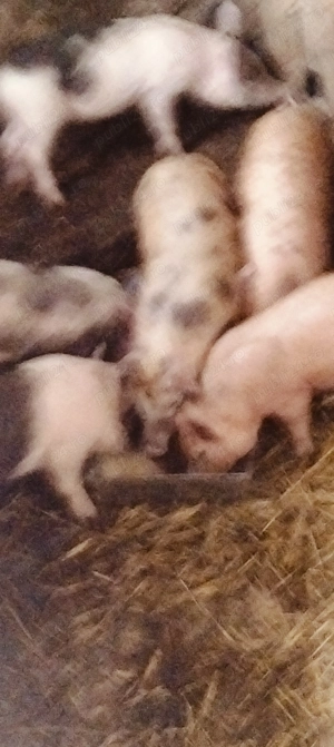 Purcei de 10 săptămâni ,durok+pietrean - imagine 2