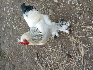 Vind cocosi de rasa din primavara - imagine 4