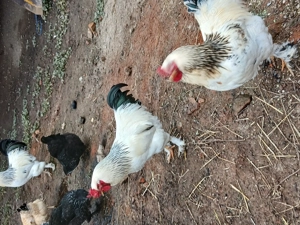 Vind cocosi de rasa din primavara - imagine 5