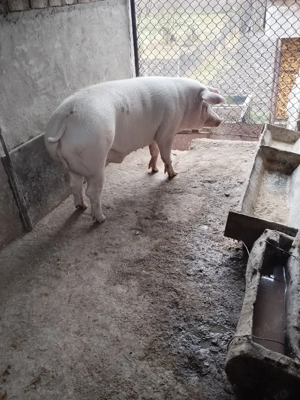 Vând porc de carne  - imagine 2