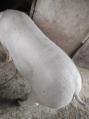 Vând porc de carne  - imagine 3