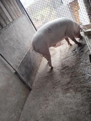 Vând porc de carne  - imagine 4