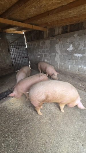 Porci de tara - imagine 2