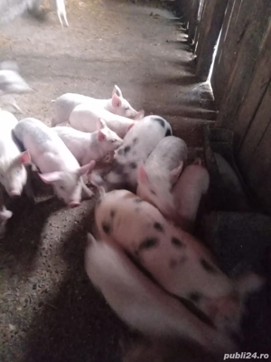 Purceii frumoși  - imagine 2