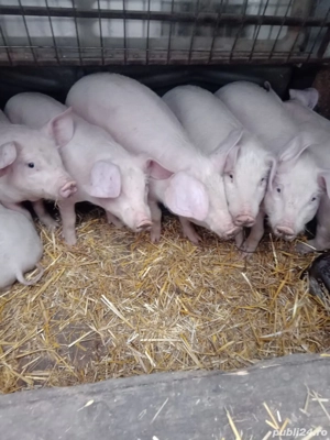 Purceii frumoși  - imagine 3