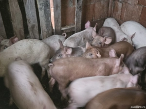 vând purcei 13 săptămâni rasa de carne 20-25 kg  - imagine 3