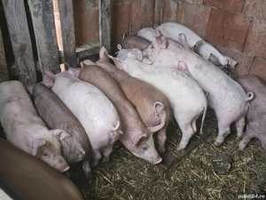 vând purcei 13 săptămâni rasa de carne 20-25 kg  - imagine 2