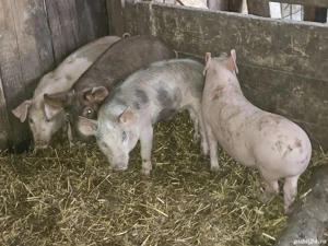 vând 4 soldani rasa de calitate de carne 25-30 kg 2 mascul 2 femele  - imagine 2