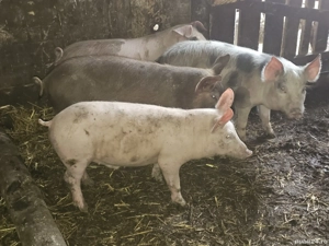 vând 4 soldani rasa de calitate de carne 25-30 kg 2 mascul 2 femele 