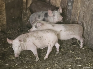 vând 4 soldani rasa de calitate de carne 25-30 kg 2 mascul 2 femele  - imagine 3