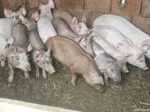 vând purcei 13 săptămâni rasa de carne 20-25 kg 