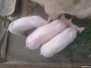 purcei de vânzare - imagine 2