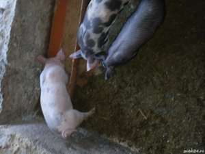 caii de vânzare  - imagine 2