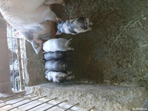 caii de vânzare  - imagine 5