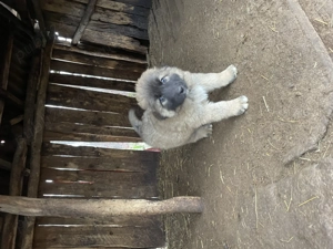 Cățeluși spre adoptie! - imagine 3