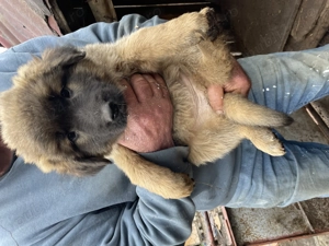 Cățeluși spre adoptie! - imagine 2