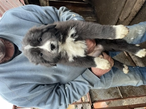 Cățeluși spre adoptie! - imagine 4