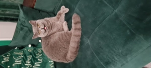 Pisica de vanzare - imagine 2