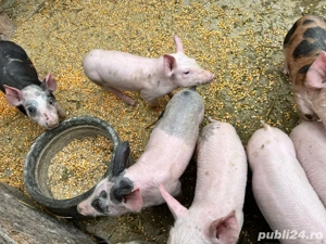 Purcei de vânzare - imagine 2