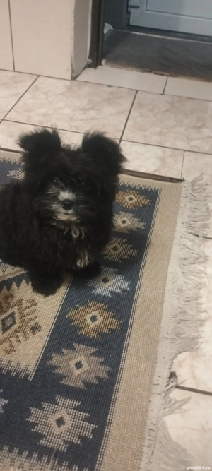 Vînd căței - imagine 2