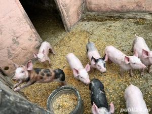 Purcei de vânzare - imagine 3