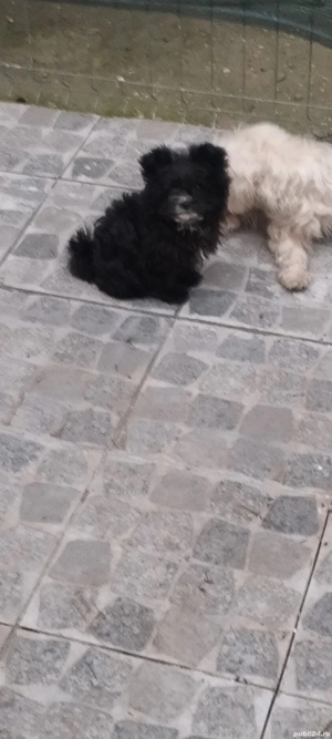 Vînd căței - imagine 4