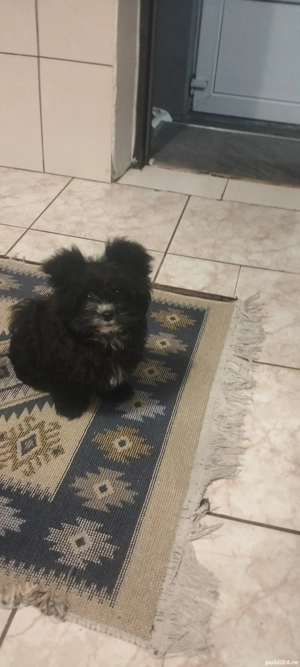 Vînd căței - imagine 5