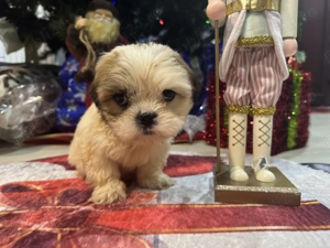 Puiuți de Shih Tzu  - imagine 2