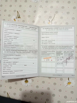 bichon metis de vanzare