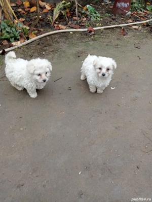 bichon metis de vanzare - imagine 3