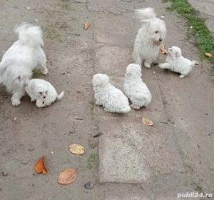 bichon metis de vanzare - imagine 2