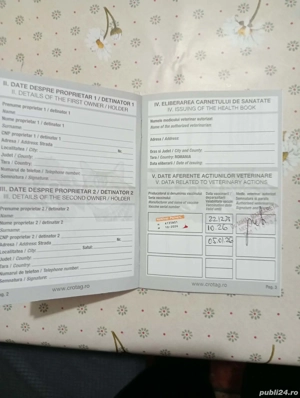 bichon metis de vanzare - imagine 4