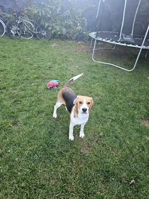 Vînd cățelușă  bigal foarte jucăuș - imagine 3