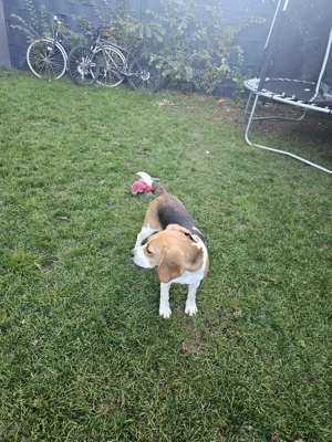 Vînd cățelușă  bigal foarte jucăuș - imagine 5