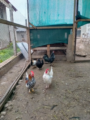 Cocoșei americani tineri  - imagine 3